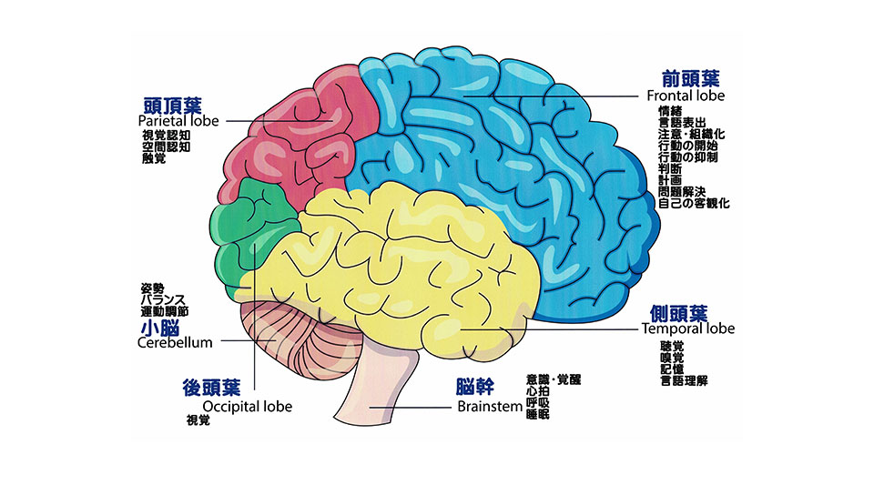 脳の部位説明図